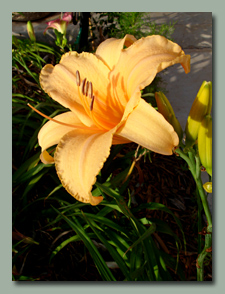 Savannah Sun Daylily