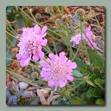 The scabiosa has liked the cool weather