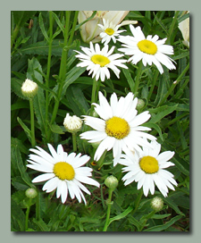 Shasta Daisies