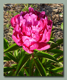 Shawnee Chief Peony