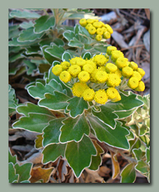 Silver and Gold Mums