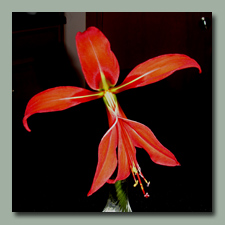 A new bulb, Sprekelia