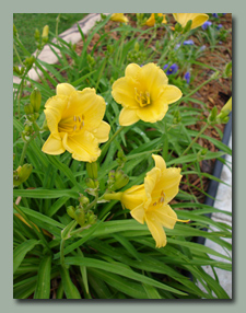 Stella de Ora daylilies