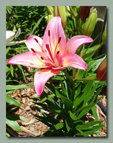 Strawberry Pink Asiatic Lily