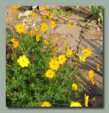 Sulphur Cosmos