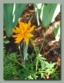 Sulphur Cosmos