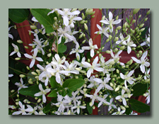 Sweet Autumn Clematis