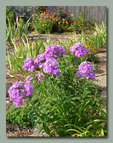 Tall Garden Phlox