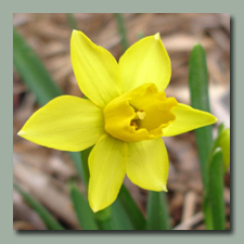 a minature daffodil, Tete a tete