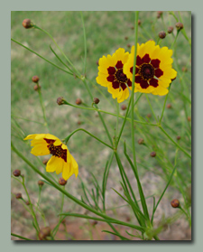 This threadleaf coreopsis was a wild volunteer