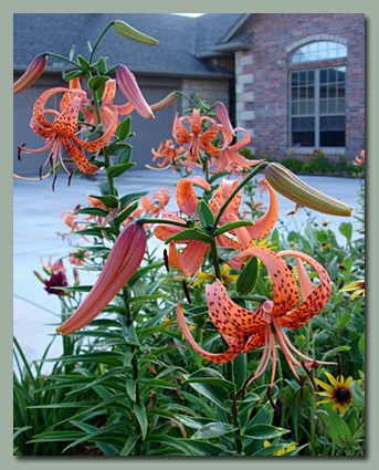 Tiger Lilies