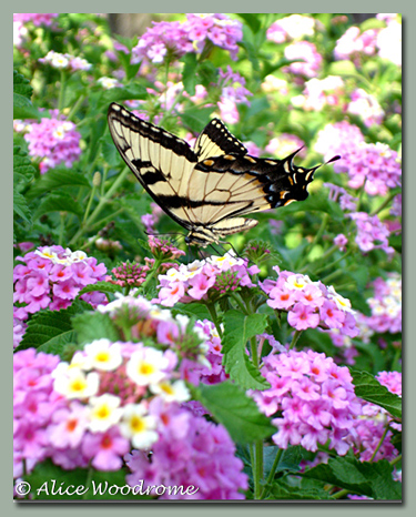 tiger swallowtail butterfly on Lantana