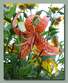 True Tiger Lily