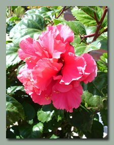 Tropical Hibiscus