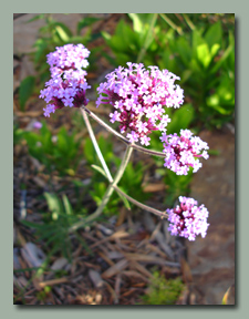 Verbena