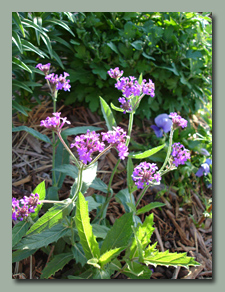 Verbena Rigida