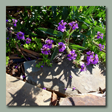 Verbena Rigida