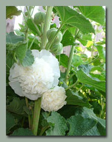 White Double Hollyhocks