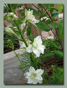 White Larkspur