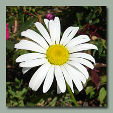 The Shasta Daisies think it is spring