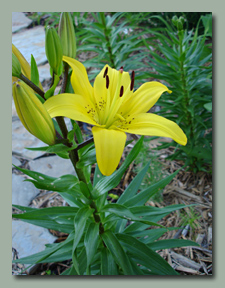 Yellow Asiatic Lily