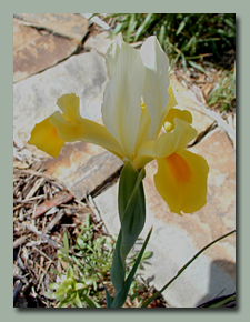 Yellow Dutch Iris