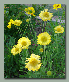 Yellow Gaillardia in late May