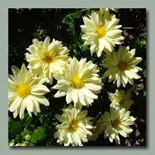 Yellow Mums