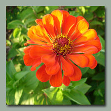 Zinnia