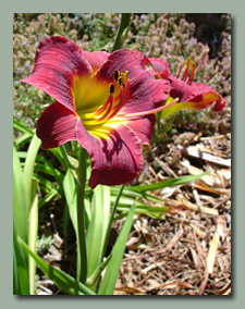 Reblooming Daylily