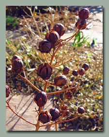 Crepe Myrtle Seed Pods