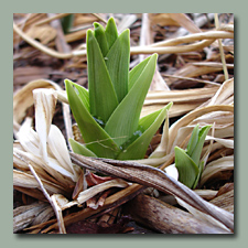 daylily sprout