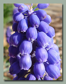 grape hyacinth upclose