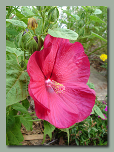 hardy Hibiscus