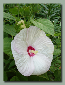 White Hardy Hibiscus