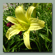 Click here for Yellow Daylilies