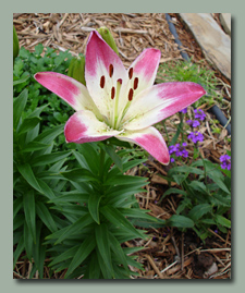 Lollipop Asiatic Lily