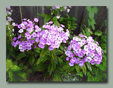 The phlox is blooming again