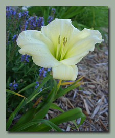 Snow Elf daylily