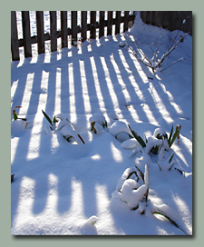 January Snow