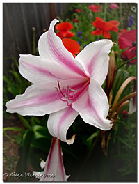 12 Apostle Crinum Lilies