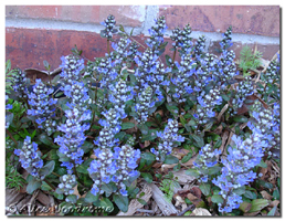 Ajuga