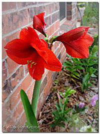 Amaryllis