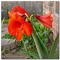 Amaryllis