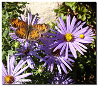 Asters