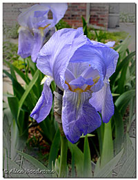 A little Blue Bearded Iris