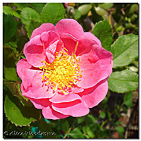 Bays Blueberry Rose