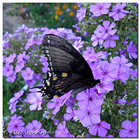 Black Swallowtail Butterfly