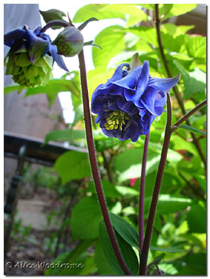 Blue Columbine