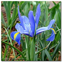 Blue Dutch Iris